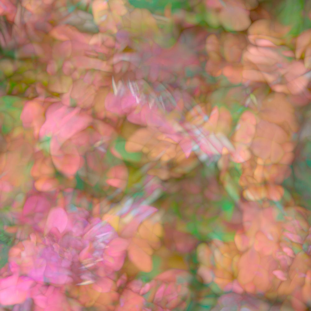 Pink-orange and green floral montage abstract art print by Jaynes Gallery for $57.95 CAD