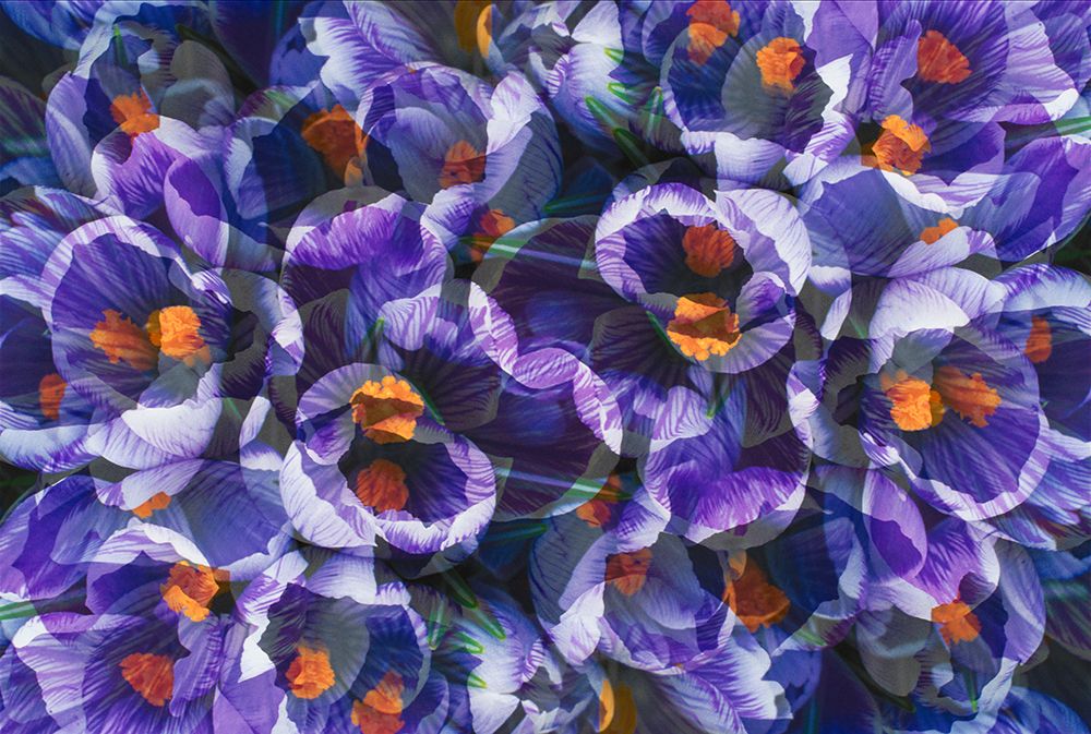 Crocus photo montage art print by Jaynes Gallery for $57.95 CAD
