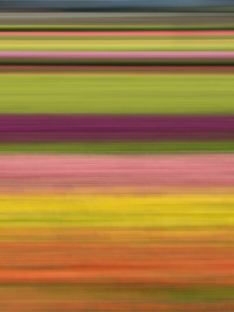 Abstract of rows of tulips at farm. art print by Merrill Images for $57.95 CAD