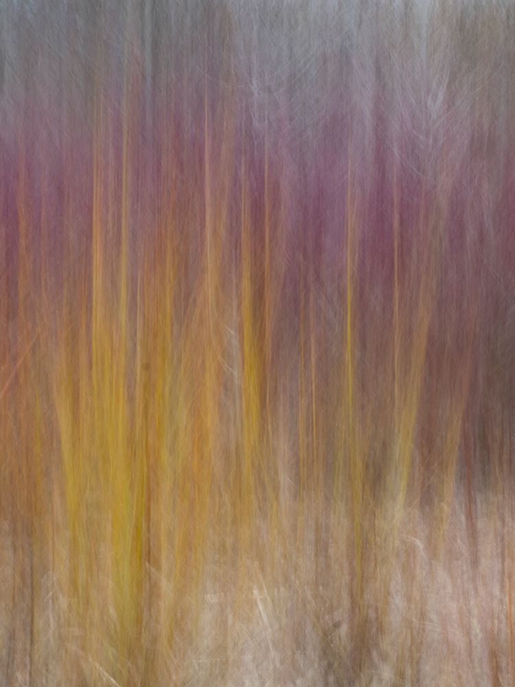 Red and gold grass on beach art print by Merrill Images for $57.95 CAD