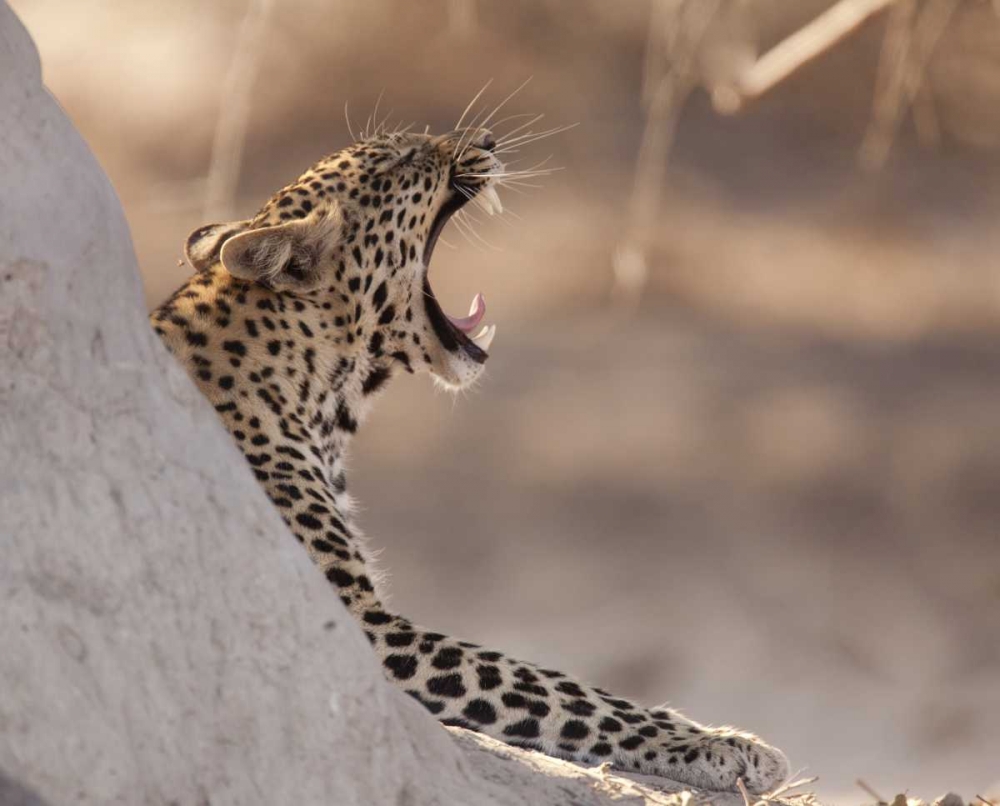 Africa, Botswana, Chobe NP Yawning leopard art print by Wendy Kaveney for $57.95 CAD