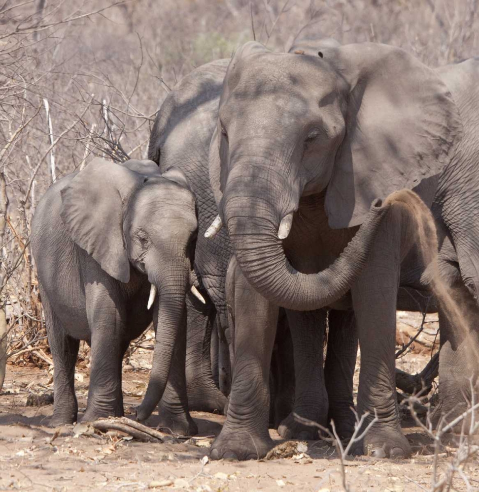 Africa, Botswana, Chobe Mother and baby elephant art print by Wendy Kaveney for $57.95 CAD