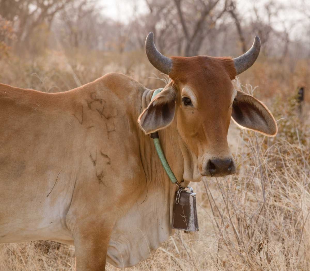 Africa, Botswana, Tsodilo Hills Cow with bell art print by Wendy Kaveney for $57.95 CAD