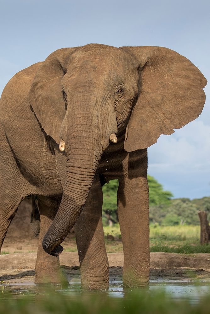 Africa-Botswana-Kasane-Bull Elephant drinking in water hole at sunset art print by Paul Souders for $57.95 CAD