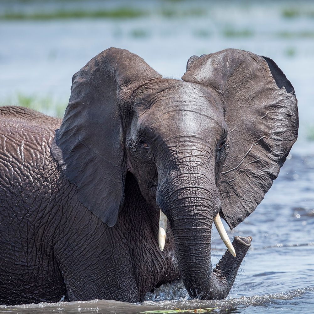 Africa-Botswana-Chobe National Park-Elephant plays and splashes while cooling off in Chobe River art print by Paul Souders for $57.95 CAD