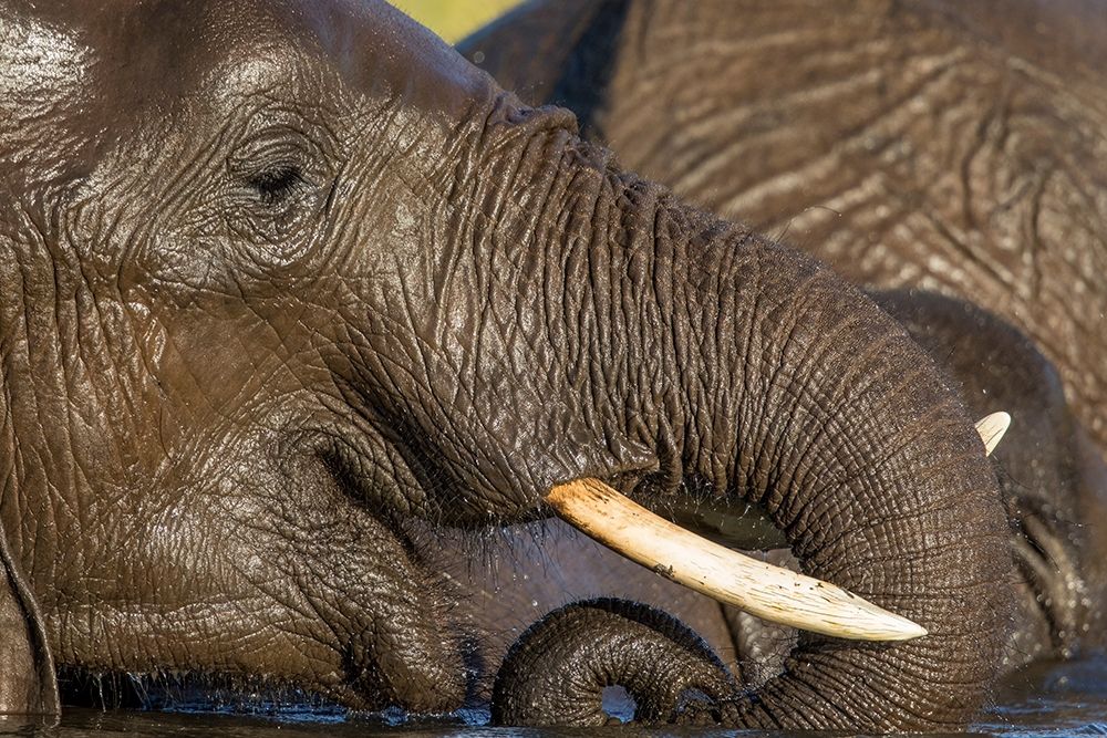 Africa-Botswana-Chobe National Park-Close-up portrait of Elephant drinking from trunk while swimming art print by Paul Souders for $57.95 CAD