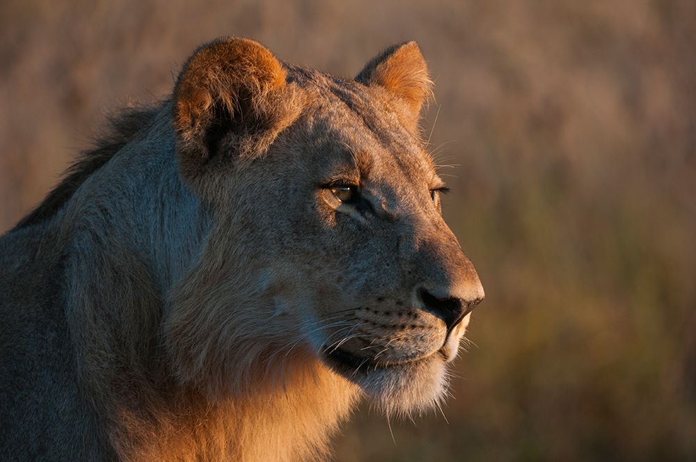 Portrait of a young lion-Panthera leo art print by Sergio Pitamitz for $57.95 CAD