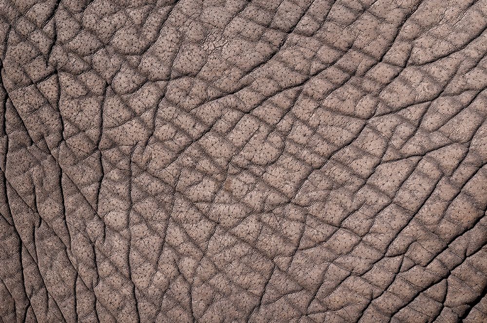 Detail of the skin of an African elephant-Loxodonta Africana Botswana art print by Sergio Pitamitz for $57.95 CAD