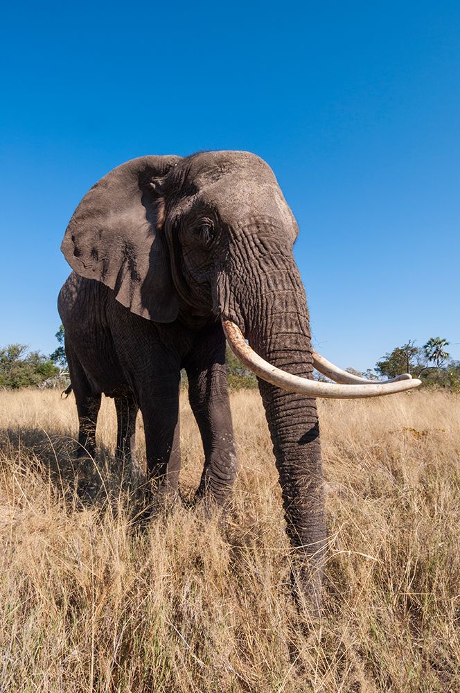 Portrait of an African elephant with extremely long tusks art print by Sergio Pitamitz for $57.95 CAD