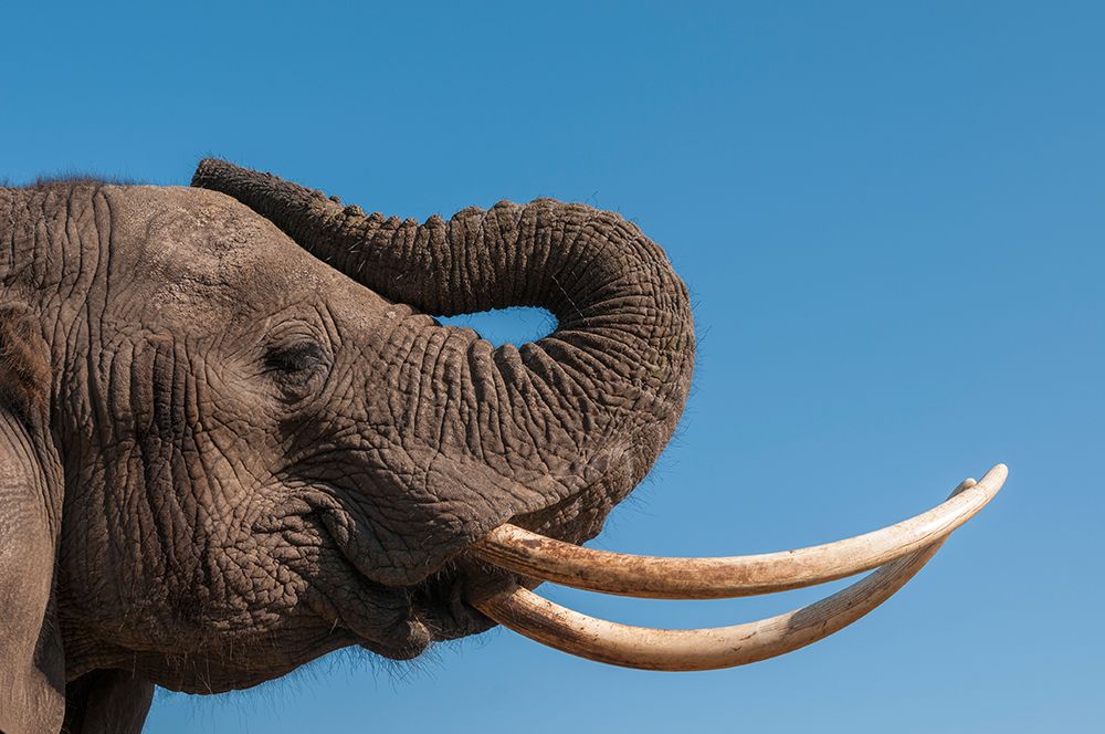 Portrait of an African elephant with extremely long tusks Abu Camp-Okavango Delta-Botswana art print by Sergio Pitamitz for $57.95 CAD