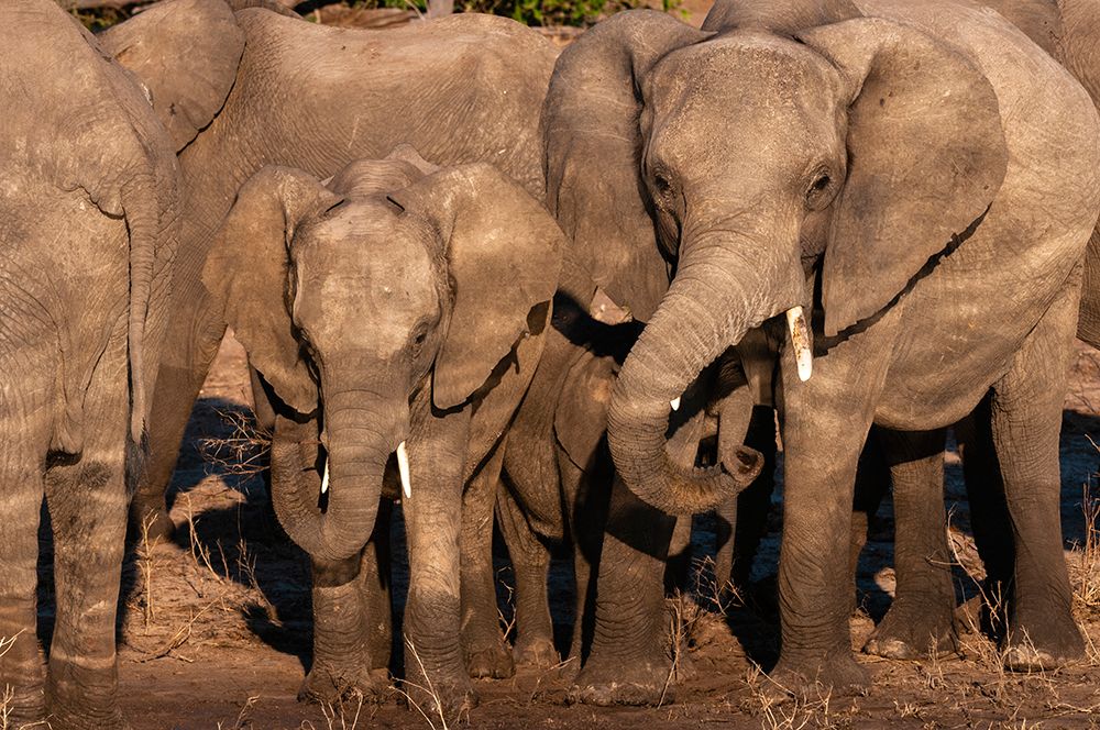 African elephants on the banks of the Chobe River-Chobe National Park-Kasane-Botswana art print by Sergio Pitamitz for $57.95 CAD