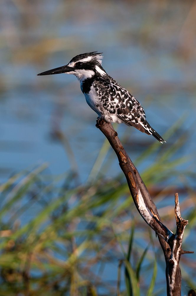 A pied kingfisher-Ceryle Rudis-perched at the river side Chobe River-Kasane-Botswana art print by Sergio Pitamitz for $57.95 CAD