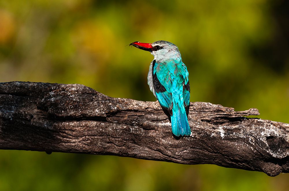 A woodland kingfisher with prey in its bill Chobe River-Chobe National Park-Kasane-Botswana art print by Sergio Pitamitz for $57.95 CAD