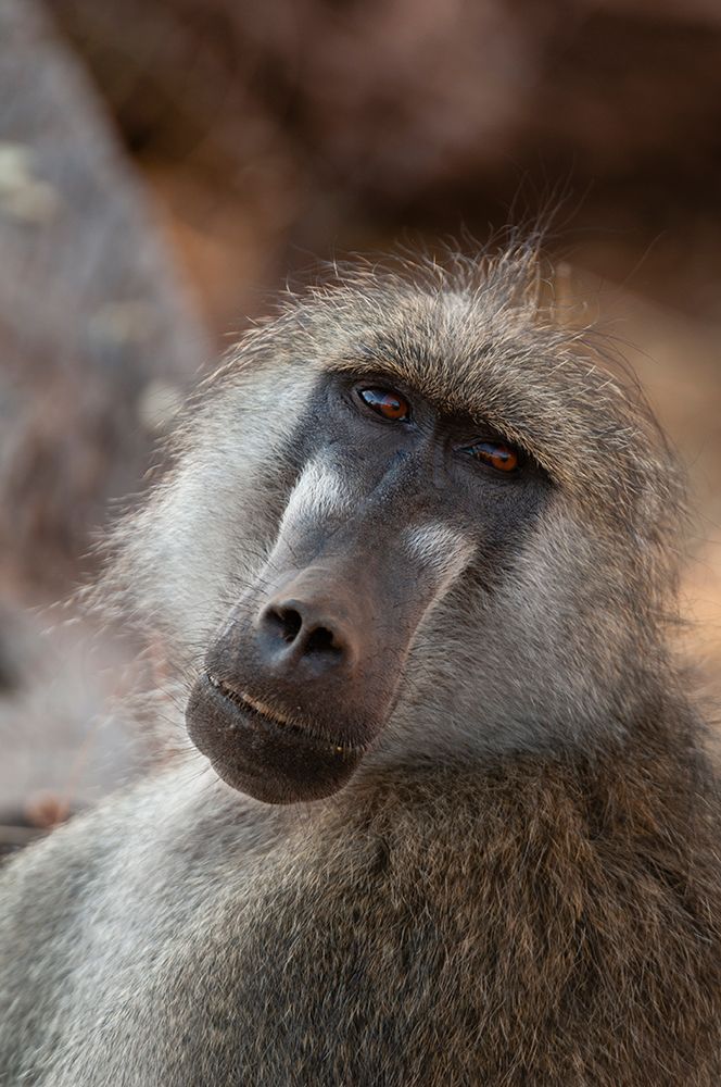Close-up portrait of a Chacma baboon-Papio cynocephalus Chobe National Park-Kasane-Botswana art print by Sergio Pitamitz for $57.95 CAD