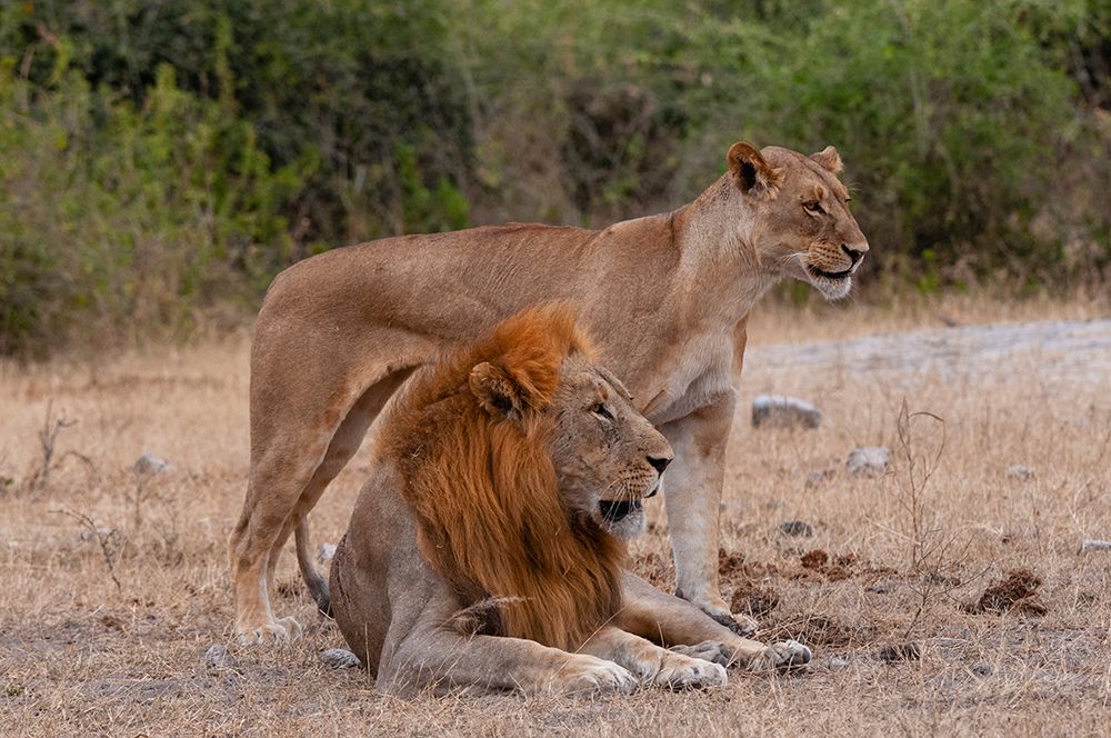 A lion and lioness  alert but resting together Chobe National Park-Kasane-Botswana art print by Sergio Pitamitz for $57.95 CAD
