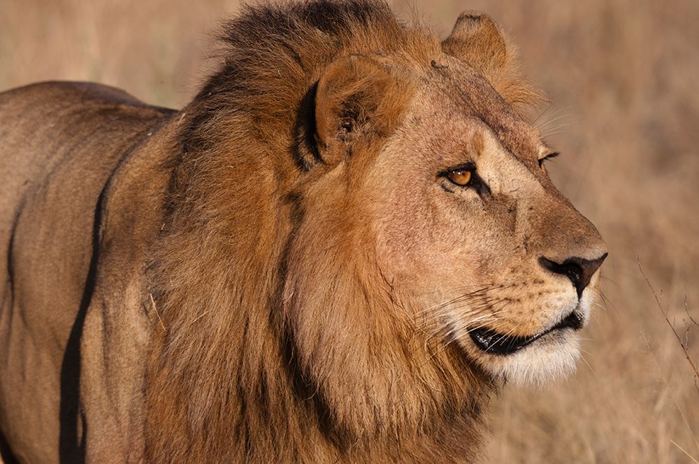 Close-up portrait of a male lion Chief Island-Moremi Game Reserve-Okavango Delta-Botswana art print by Sergio Pitamitz for $57.95 CAD