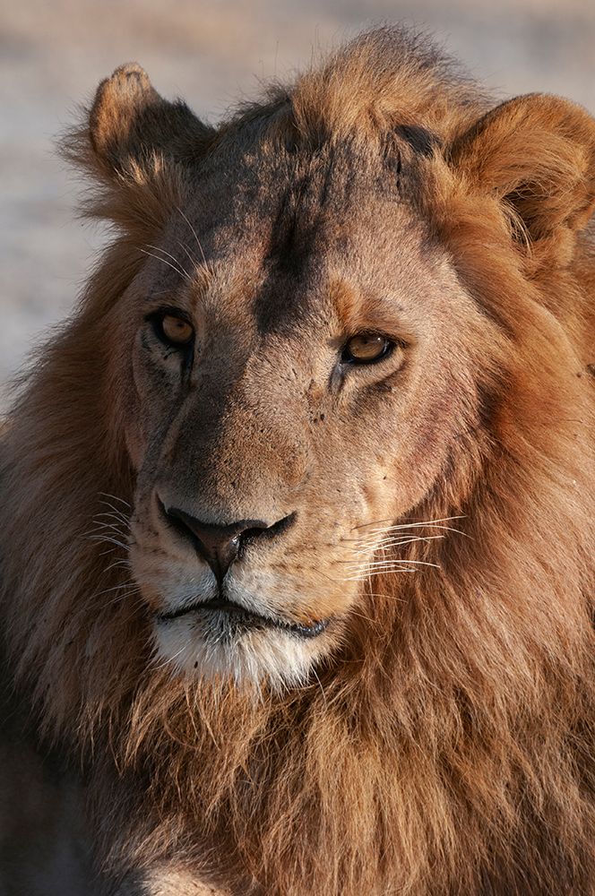 A Close-up portrait of a male lion Chief Island-Moremi Game Reserve-Okavango Delta-Botswana art print by Sergio Pitamitz for $57.95 CAD
