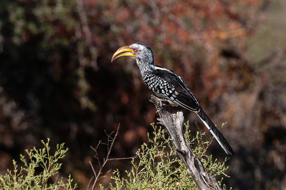 Portrait of a southern yellow-billed hornbill Chief Island-Okavango Delta-Botswana art print by Sergio Pitamitz for $57.95 CAD