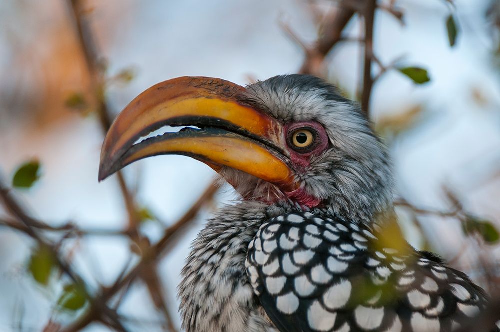 Close-up portrait of a southern yellow-billed hornbill Central Kalahari Game Reserve-Botswana art print by Sergio Pitamitz for $57.95 CAD