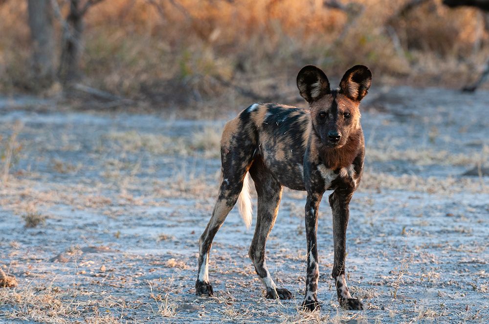 Portrait of an endangered African wild dog Cape hunting dog-or painted wolf-Botswana art print by Sergio Pitamitz for $57.95 CAD