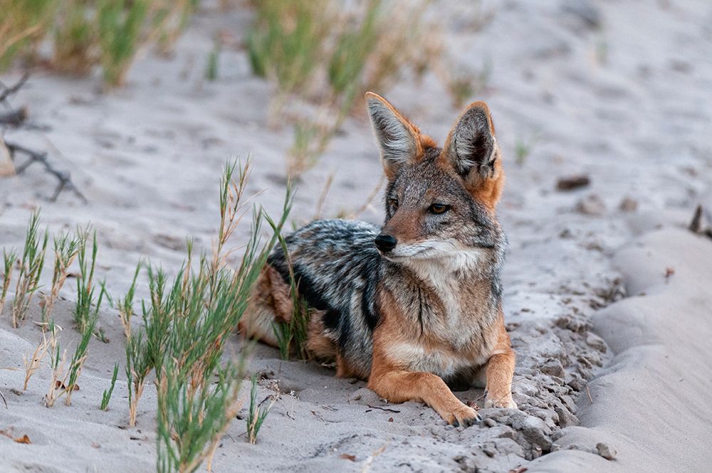 Portrait of a black-backed jackal-Canis mesomelas-resting Nxai Pan National Park-Botswana art print by Sergio Pitamitz for $57.95 CAD