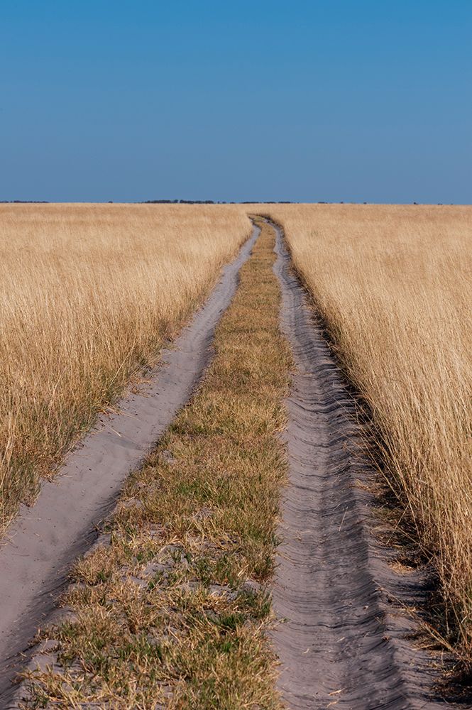 Vehicular tracks in sandy soil through a landscape of tall grass Nxai Pan National Park-Botswana art print by Sergio Pitamitz for $57.95 CAD