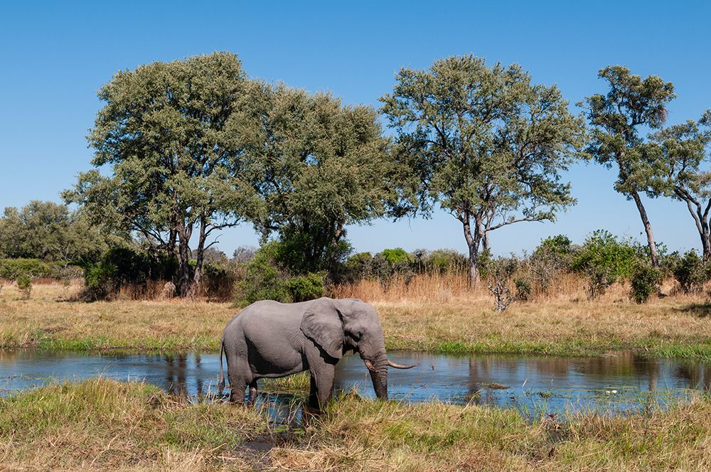 An African elephant-on a Khwai River bank Khwai Concession Area-Okavango Delta-Botswana art print by Sergio Pitamitz for $57.95 CAD