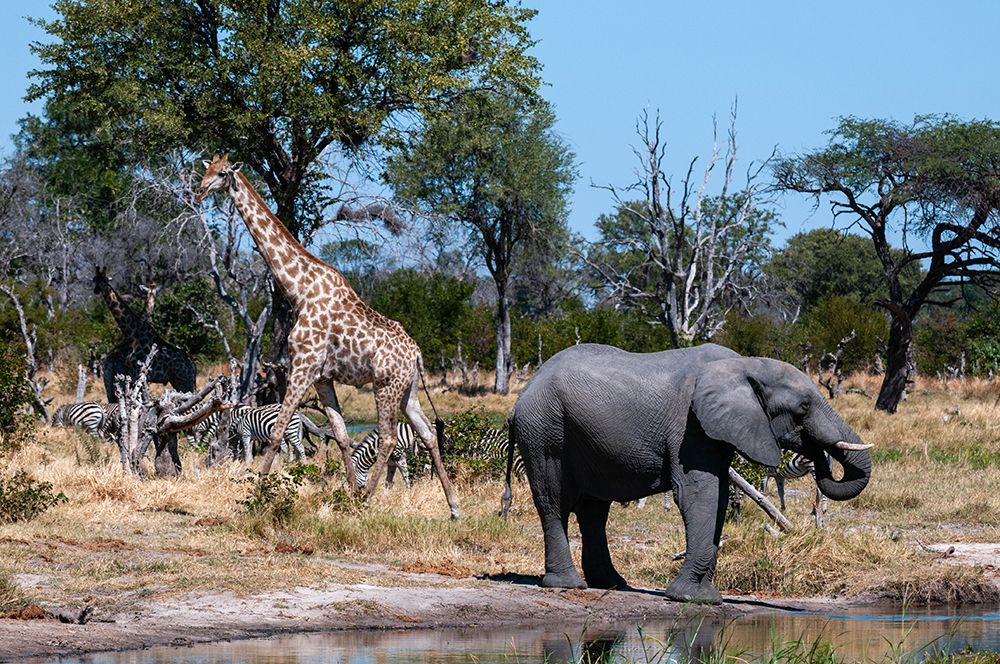 African elephant-plains zebras-and a southern giraffe-at a waterhole Okavango Delta-Botswana art print by Sergio Pitamitz for $57.95 CAD