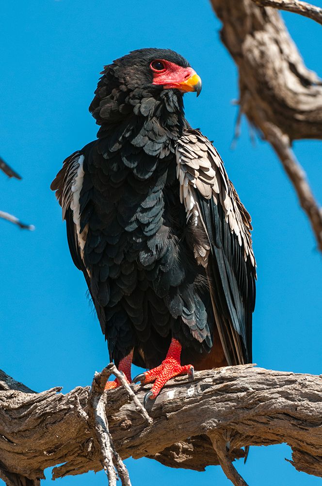 Portrait of a bateleur eagle perched on a dead tree branch Okavango Delta-Botswana art print by Sergio Pitamitz for $57.95 CAD