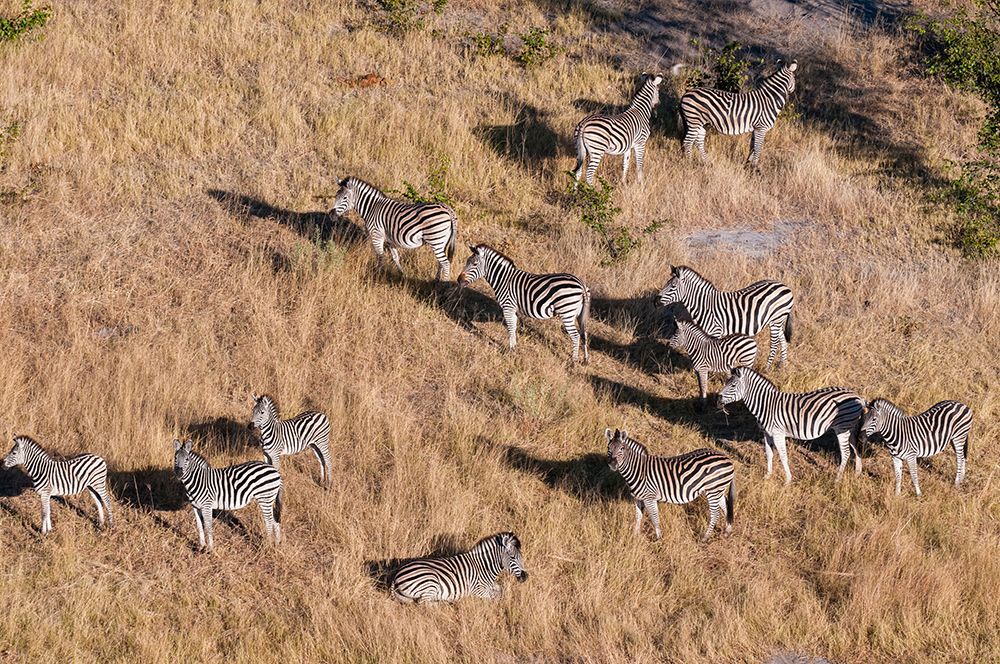 An aerial view of a herd of plains zebras-Equus quagga Okavango Delta-Botswana art print by Sergio Pitamitz for $57.95 CAD