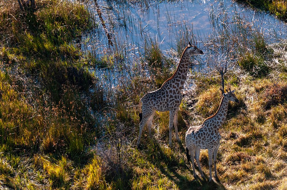 An aerial view of two southern giraffes-Giraffa camelopardalis Okavango Delta-Botswana art print by Sergio Pitamitz for $57.95 CAD