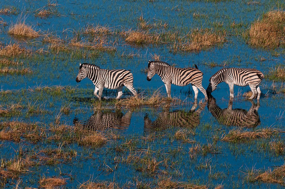 Aerial view of plains zebras walking in an Okavango flood plain Okavango Delta-Botswana art print by Sergio Pitamitz for $57.95 CAD