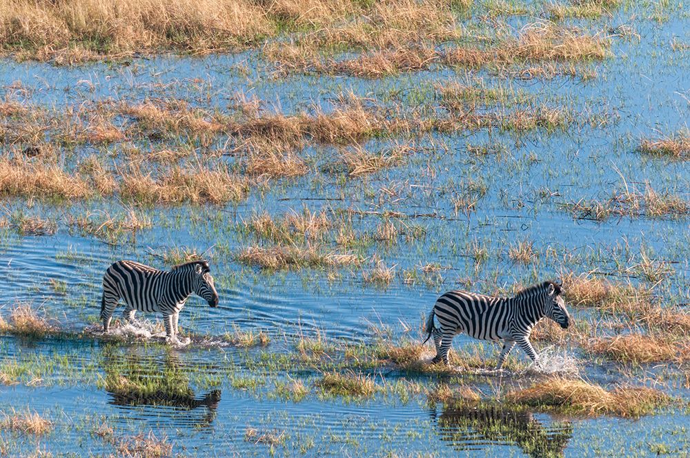 An aerial view of plains zebras walking in a flood plain Okavango Delta-Botswana art print by Sergio Pitamitz for $57.95 CAD