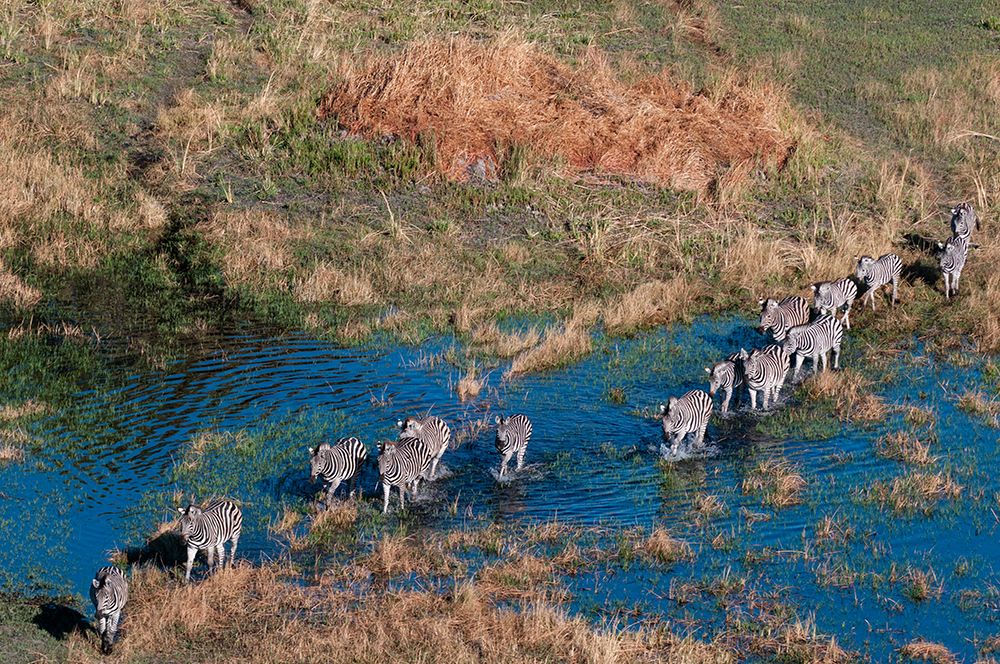 Aerial view of plains zebras walking in an Okavango Delta flood plain-Botswana art print by Sergio Pitamitz for $57.95 CAD