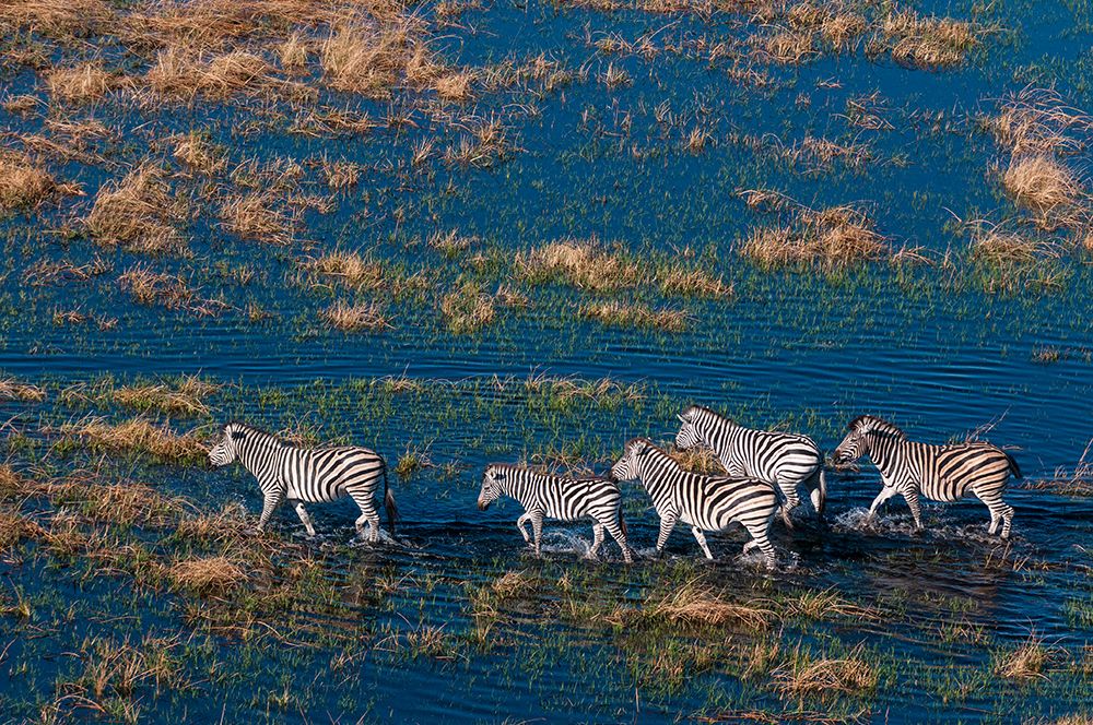 An aerial view of plains zebras walking in a flood plain Okavango Delta-Botswana art print by Sergio Pitamitz for $57.95 CAD
