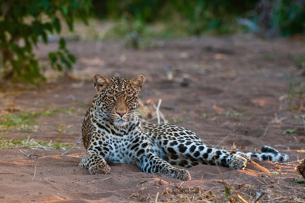 Portrait of a leopard at rest Mashatu Game Reserve-Botswana art print by Sergio Pitamitz for $57.95 CAD