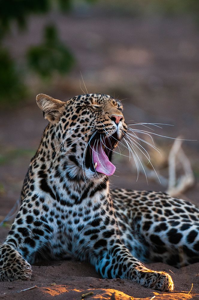 Portrait of a leopard yawning Mashatu Game Reserve-Botswana art print by Sergio Pitamitz for $57.95 CAD