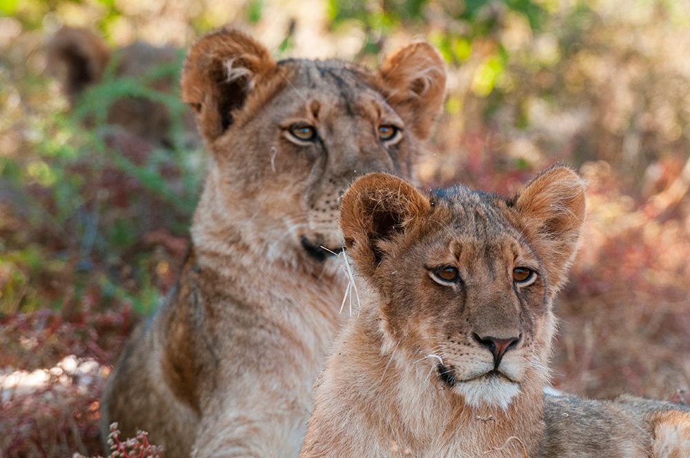 Portrait of a pair of resting lions-Panthera leo Mashatu Game Reserve-Botswana art print by Sergio Pitamitz for $57.95 CAD