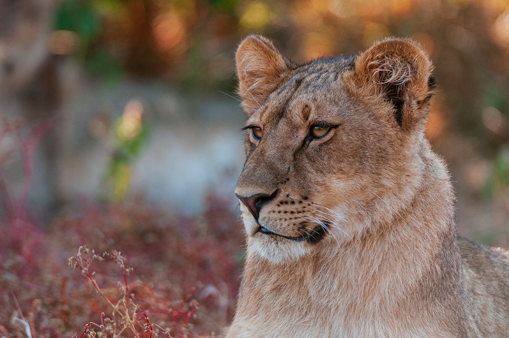 Close-up portrait of a lion-Panthera leo Mashatu Game Reserve-Botswana art print by Sergio Pitamitz for $57.95 CAD