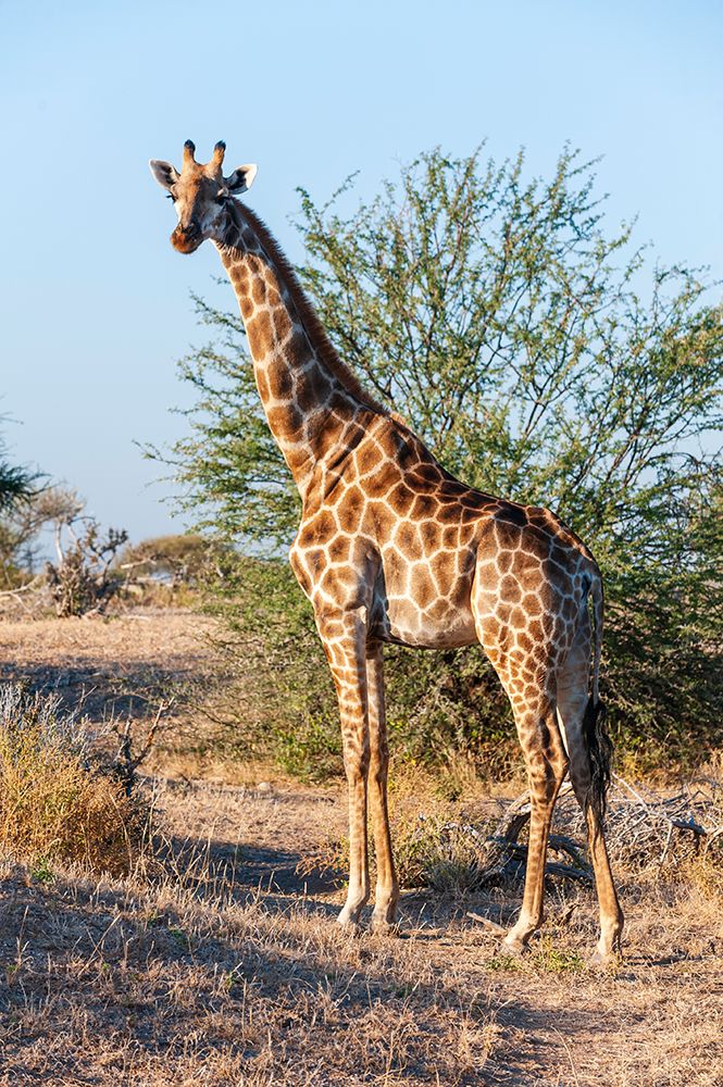 Portrait of a southern giraffe looking at the camera Mashatu Game Reserve-Botswana art print by Sergio Pitamitz for $57.95 CAD