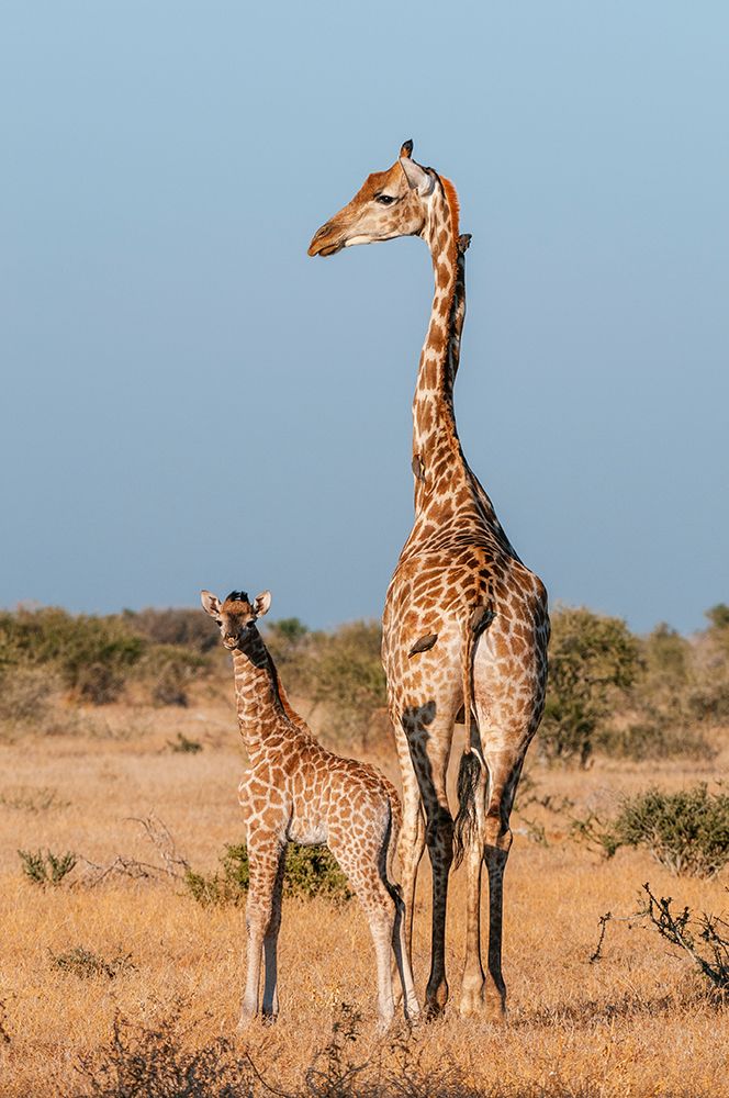 A southern giraffe with a one-week-old calf Mashatu Game Reserve-Botswana art print by Sergio Pitamitz for $57.95 CAD