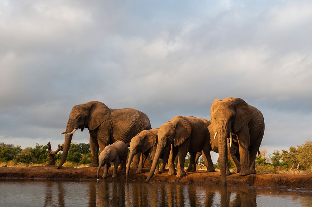 A herd of African elephants drinking Mashatu Game Reserve-Botswana art print by Sergio Pitamitz for $57.95 CAD