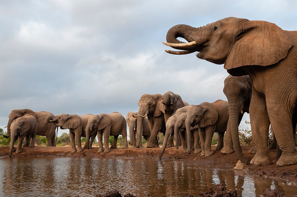 A herd of African elephants drinking Mashatu Game Reserve-Botswana art print by Sergio Pitamitz for $57.95 CAD