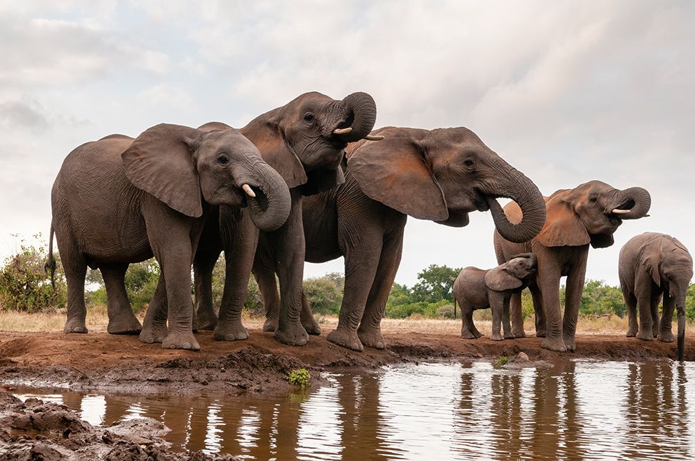 A herd of African elephants drinking Mashatu Game Reserve-Botswana art print by Sergio Pitamitz for $57.95 CAD