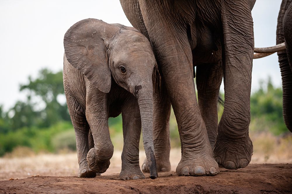 An African elephant calf protected by its mother Mashatu Game Reserve-Botswana art print by Sergio Pitamitz for $57.95 CAD