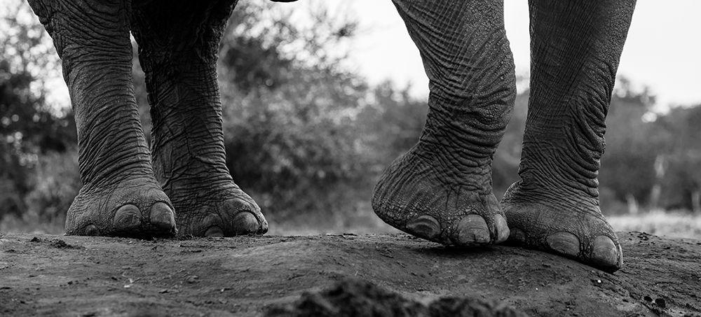 Close-up of an African elephants feet-Loxodonta Africana Mashatu Game Reserve-Botswana art print by Sergio Pitamitz for $57.95 CAD