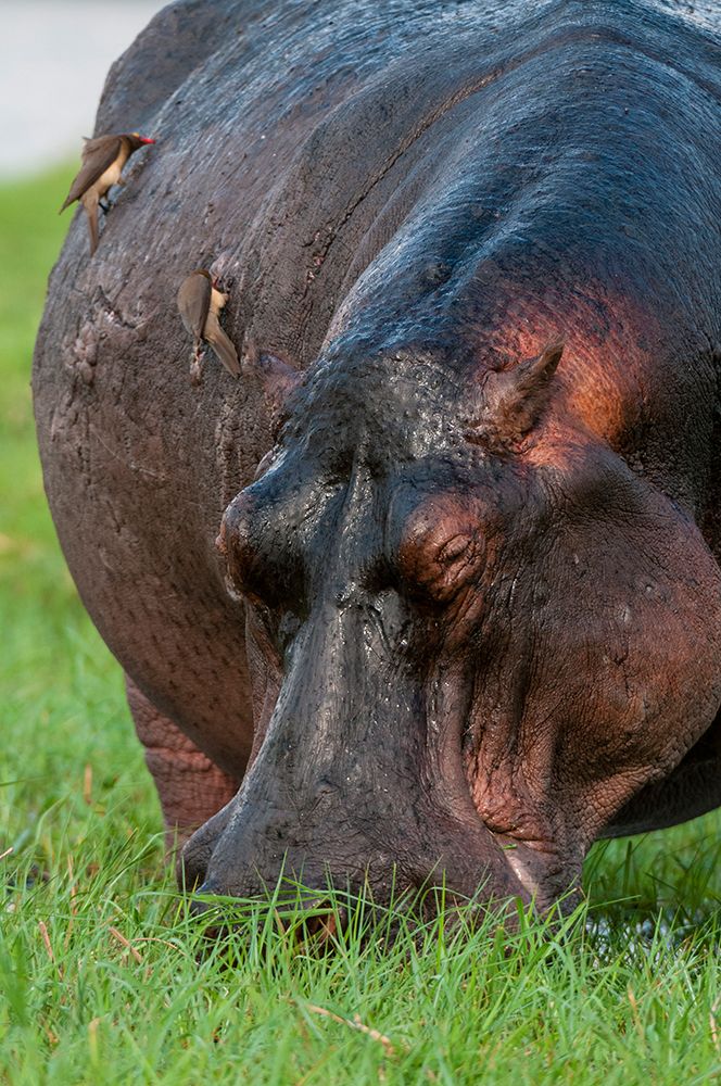 Close-up of a hippopotamus grazing on a grass island Chobe River-Chobe National Park-Botswana art print by Sergio Pitamitz for $57.95 CAD