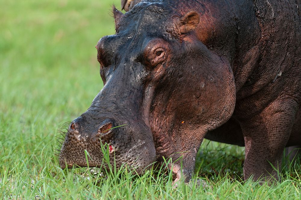 Close-up of a hippopotamus grazing on a grass Chobe National Park-Botswana art print by Sergio Pitamitz for $57.95 CAD
