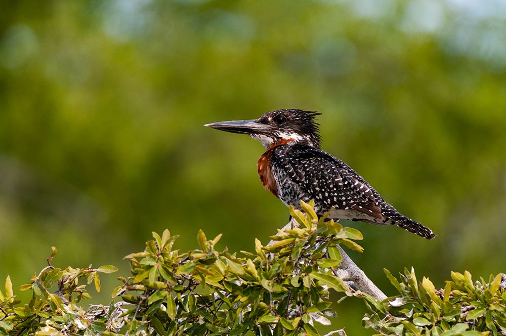 Portrait of a giant kingfisher perching in a bush Chobe National Park-Botswana art print by Sergio Pitamitz for $57.95 CAD