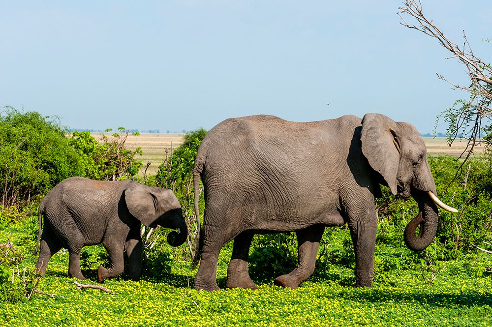 A female African elephant walking with her calf Chobe National Park-Botswana art print by Sergio Pitamitz for $57.95 CAD
